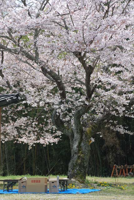 お花見