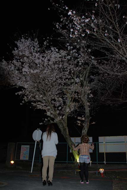 お花見