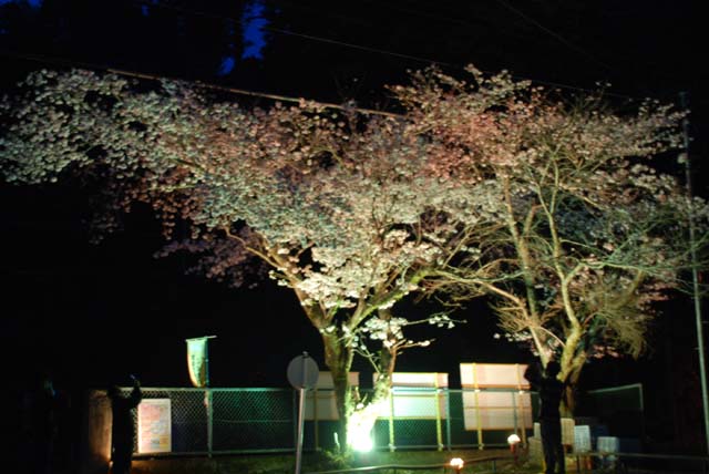 お花見