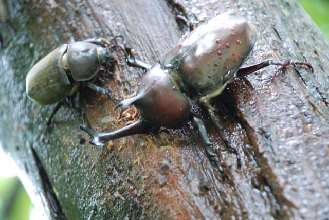 カブトムシ　と　セミ