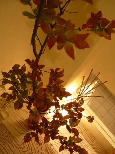 今日の楽花生　「夏櫨」