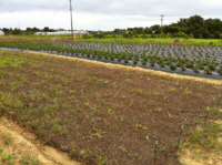 塩害その後・・・ 2012/06/29 19:52:35