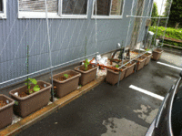 グリーンカーテン　その2 2012/05/01 08:00:00