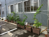 グリーンカーテン　その3 2012/06/13 19:11:33