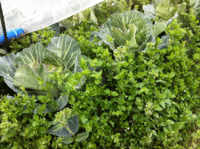 雑草魂！ 2012/03/12 18:02:26