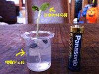 植物のミライ 2012/05/02 08:00:00