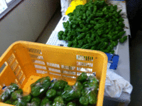 ピーマン出荷開始！ 2012/06/20 17:51:48