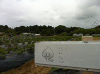 うなぎいもプロジェクトに乗っかれっ！　その2 2012/06/12 09:45:22