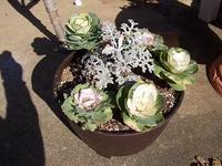 ミニはぼたんの寄せ植え