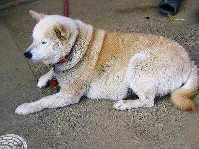 我が家の番犬