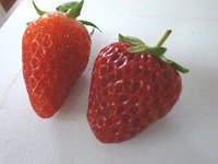 さぁ、どっち？