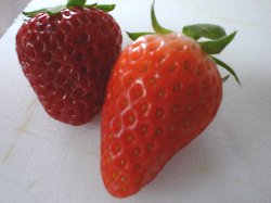 さぁ、どっち？