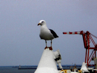 カモメのお出迎え 2008/05/07 12:00:48