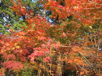 晩秋の森町 2009/11/30 21:50:17