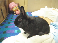 ローさん 2009/01/26 20:39:17