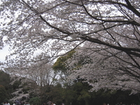 花見バーベキュー 2009/04/04 23:00:00
