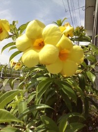 黄色が鮮やかな花です。【ｱﾗﾏﾝﾀﾞ】 2009/09/11 13:35:52