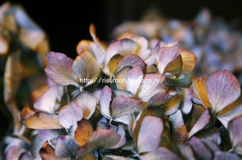 紫陽花をドライフラワーに。