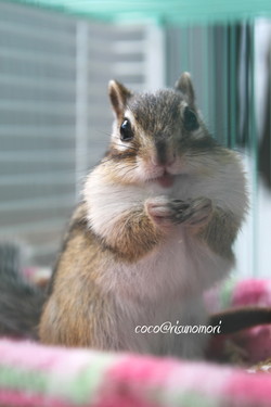 シマリス　ココの特技は・・・