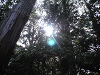 木霊ち。