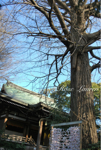 自由ヶ丘「奥澤神社」参拝 2012/01/10 20:06:00