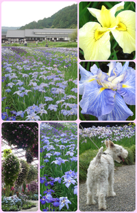 加茂花菖蒲園 2012/06/09 23:30:18