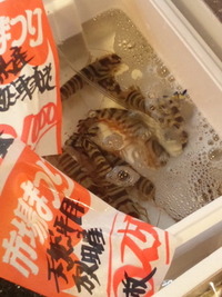 お祭り〜 2011/11/03 13:13:14