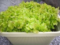 今夜はごちそう 2010/05/22 20:16:07