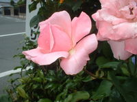 私の好きな花 2008/12/10 19:02:04