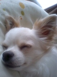 蚊 2009/07/31 22:04:40