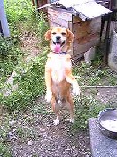 迷い犬くん