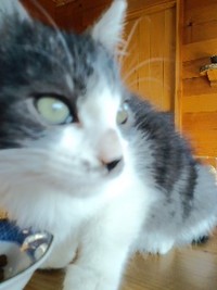 里親さんを探しています。