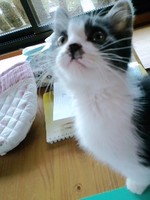 里親さん募集中♪