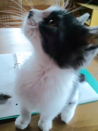 里親さん募集中♪
