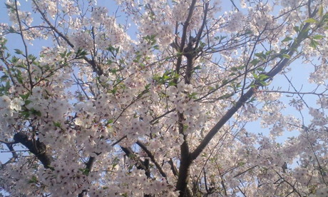 桜～♪