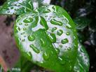 雨、コートサイドにて・・・ 2009/05/16 19:00:57