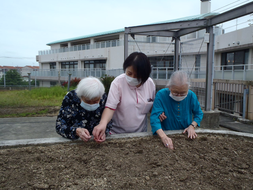 けいとうの生長記録