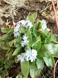 忘れな草♪ 2013/02/25 12:47:56