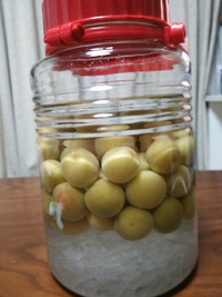 仕込み。梅酒と釣具(笑)。 2013/06/08 22:33:13