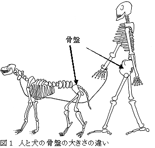 骨盤人と犬
