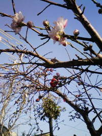 桜や花桃 2013/03/19 17:30:28