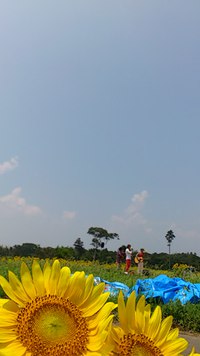 浜名湖ひまわり祭ありがとうございました 2013/07/28 23:31:27