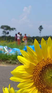 ひまわり浜名湖祭開催中 2013/07/27 12:01:00