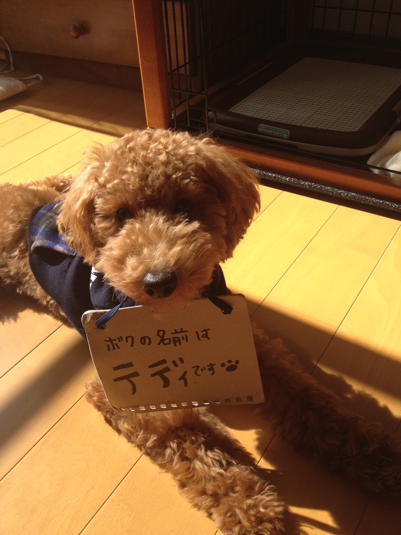 今日のテディちゃん