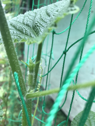 成長中٩(^‿^)۶その２