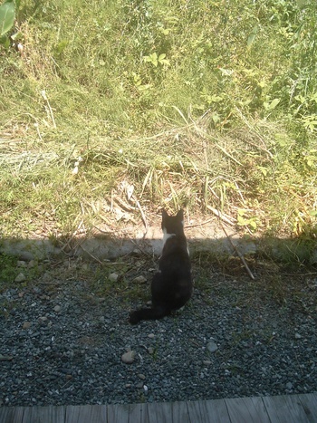 ねこ考える