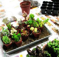 mini多肉植物の寄植え