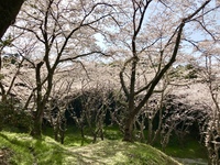 花たちの祭典