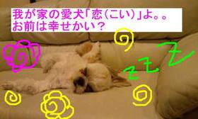 今回も感謝☆第三回わんコインチャリティのご報告☆