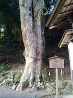 吉野神宮・天河大弁財天社・丹生川上神社（下社）のエナジー